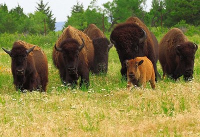 Four adult and one baby bison tromping through tall grass Four adult and one baby bison tromping through tall grass