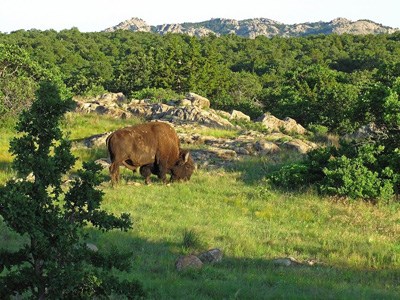 Bison grazing in green grass Bison grazing in green grass