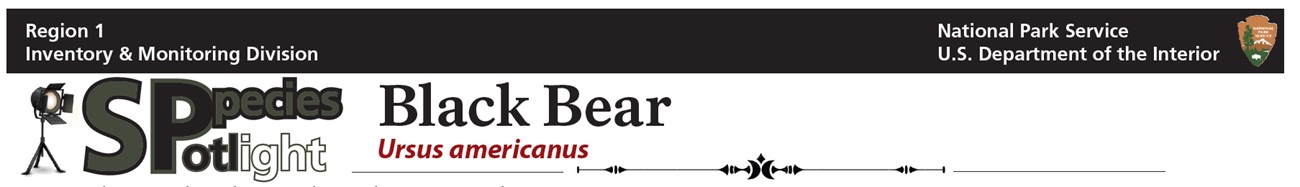 bear banner