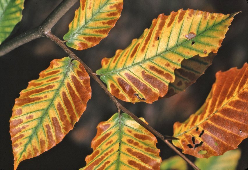 American beech leaves in early autumn