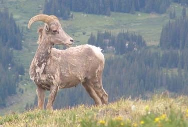 Bighorn standing in grass