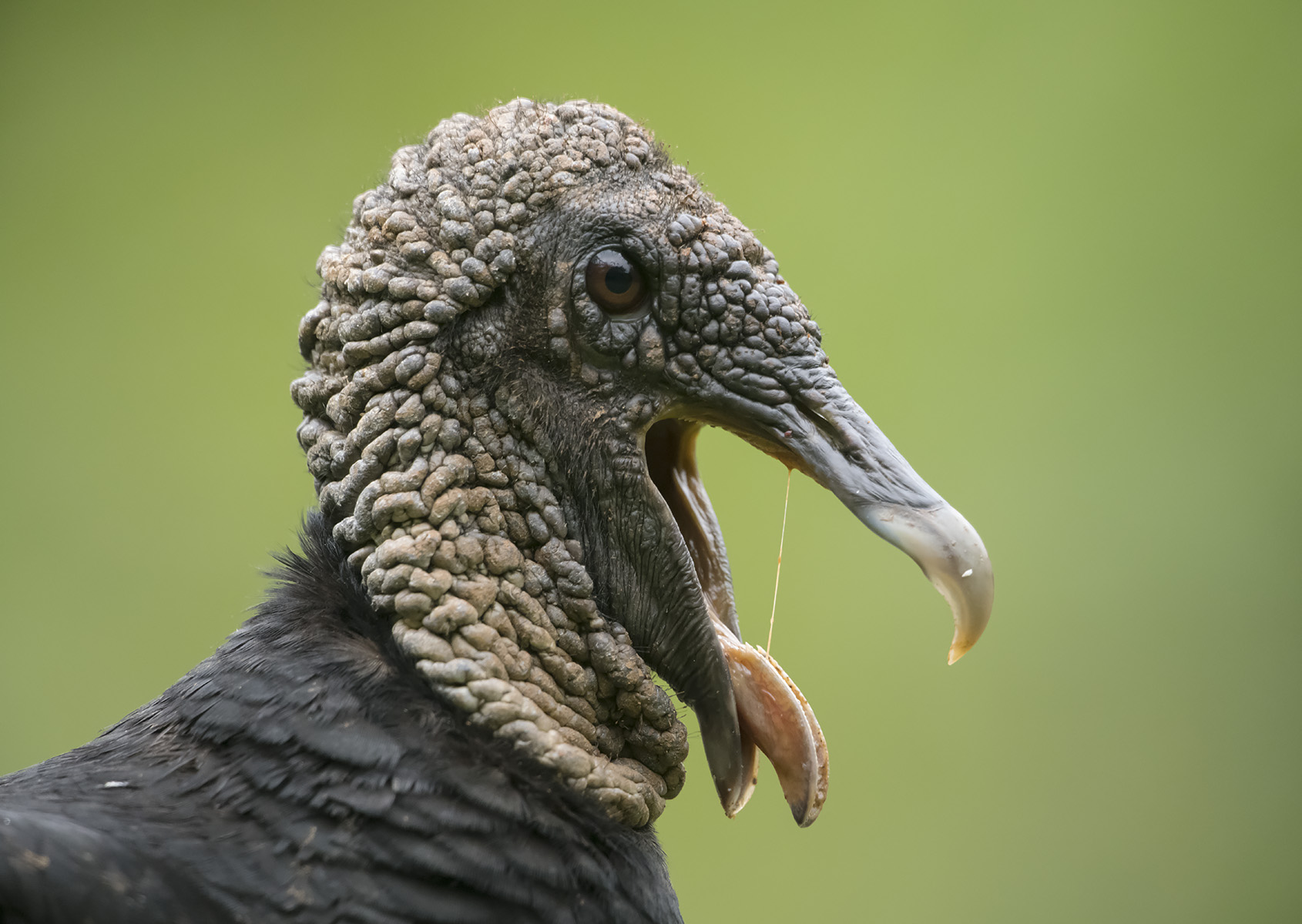 Spooky” Turkey Vultures Deserve Respect