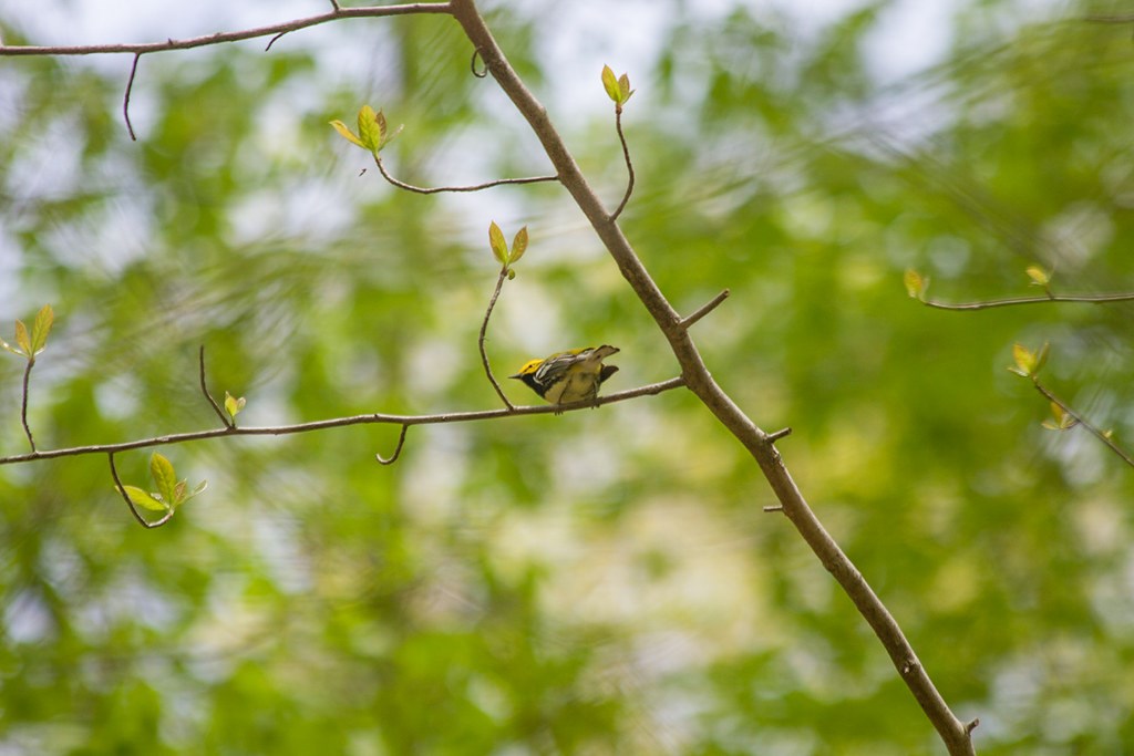 Small yellow and black songbird on a branch of a gumtree.