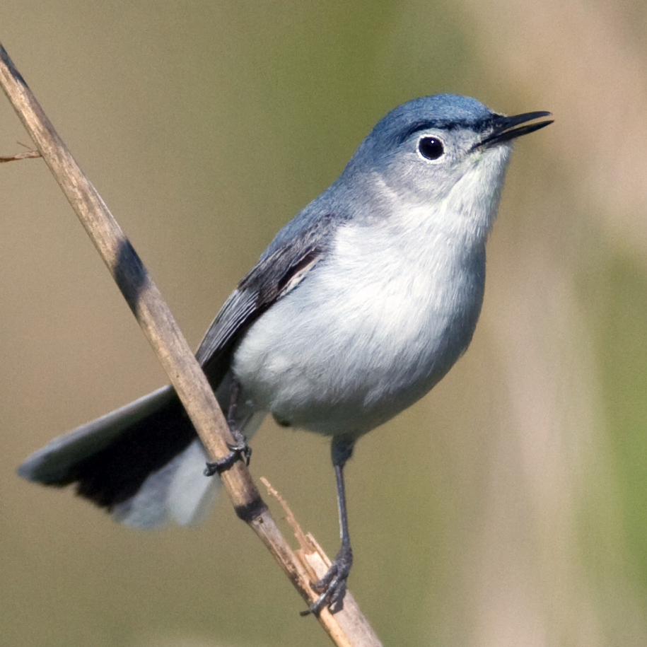 Blue-gray Gnatcatcher  Nebraska Bird Library