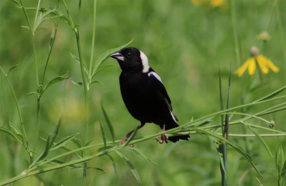 Pipestone Bobolink Bobolink perched in the prairie at Pipestone National Monument