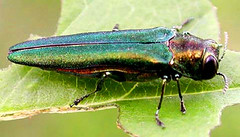 Emerald ash borer, a colorful beetle on a green leaf