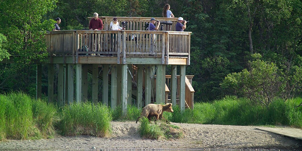 Viewing Bears (U.S. National Park Service)