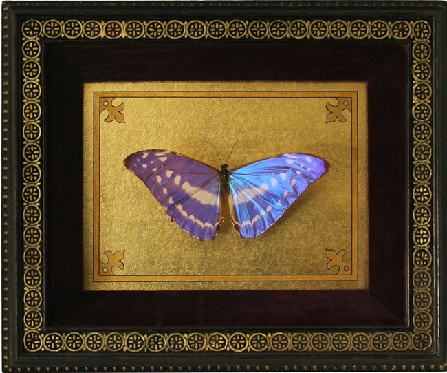 Blue butterfly mounted in display frame.