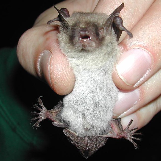 Yuma myotis Hand holding out a Yuma myotis