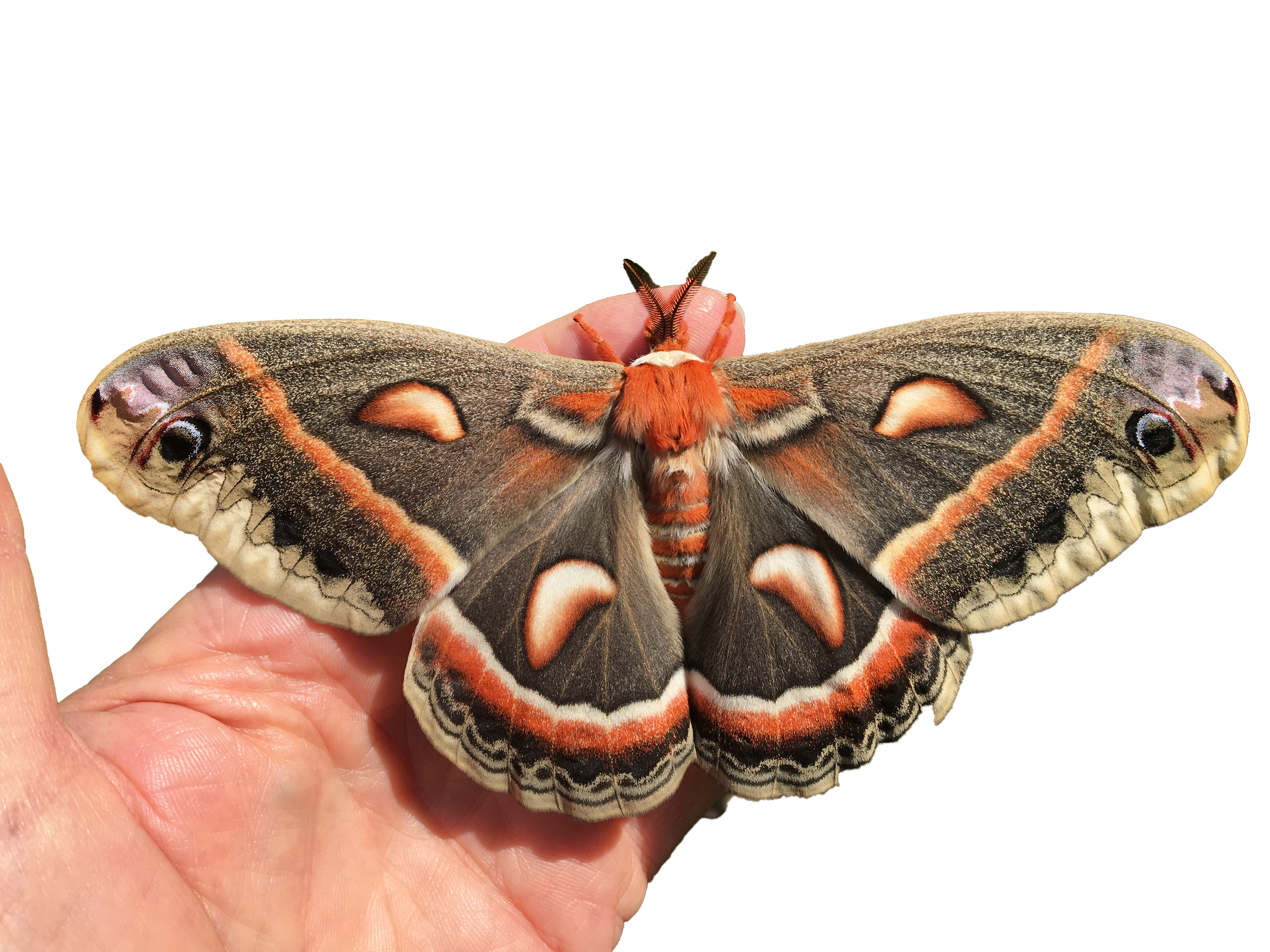 moth cocoons identification