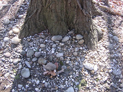 Smooth cobbles found on the dry soil base of a tree