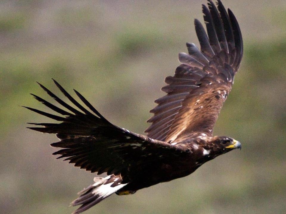 Statewide Movements Of Non Territorial Golden Eagles In