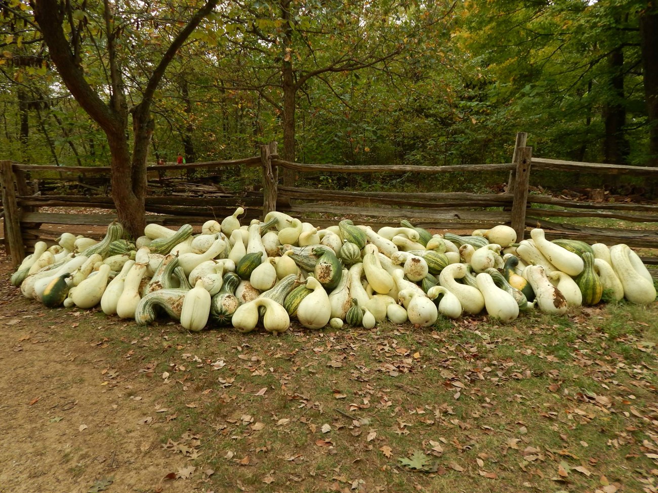 multiple harvested white crookneck cushaw squash on the ground in front of a split rail fence