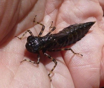 Dragonfly Larvae (U.S. National Park Service)