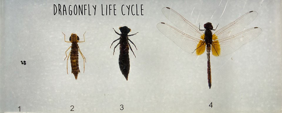 dragonfly life cycles larval and adult stages of dragonflies encased in plastic with the words dragonfly life cycles atop photo