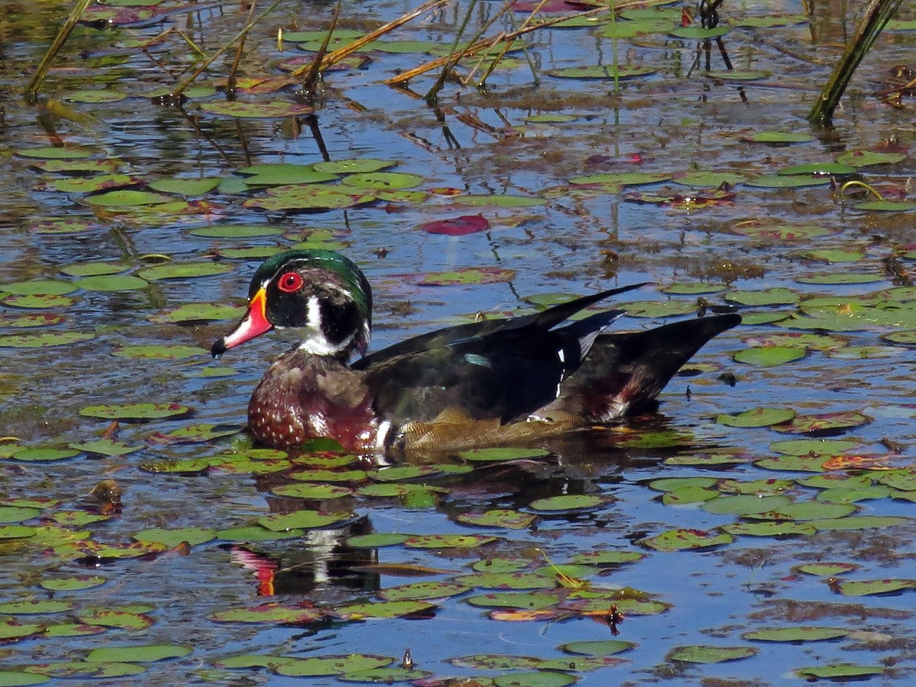 A male wood duck floats among the lily pads on the Wood River in Rhode Island