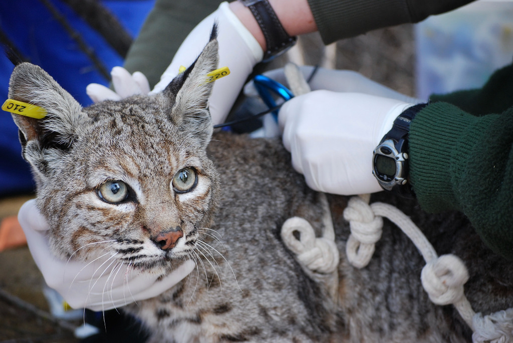 Researchers Investigate Link Between Rodenticides and Mange in Bobcats ...