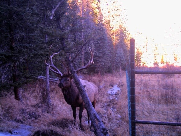Male elk stands outside of exclosure fencing.