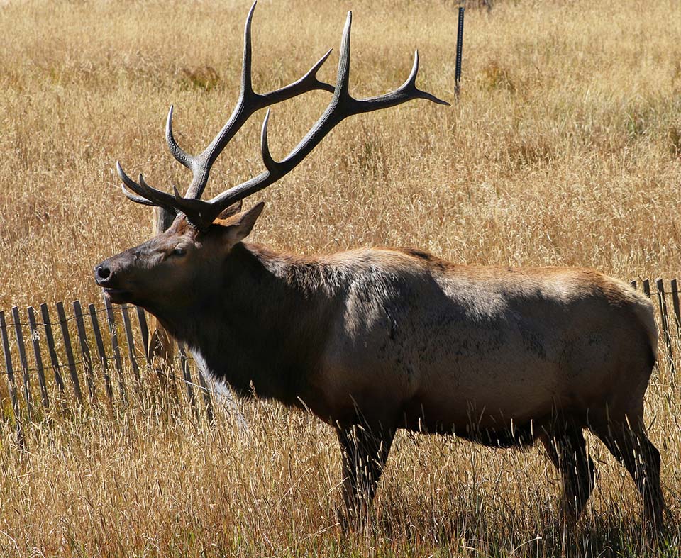 Вапити. Eastern Elk. Cervid.