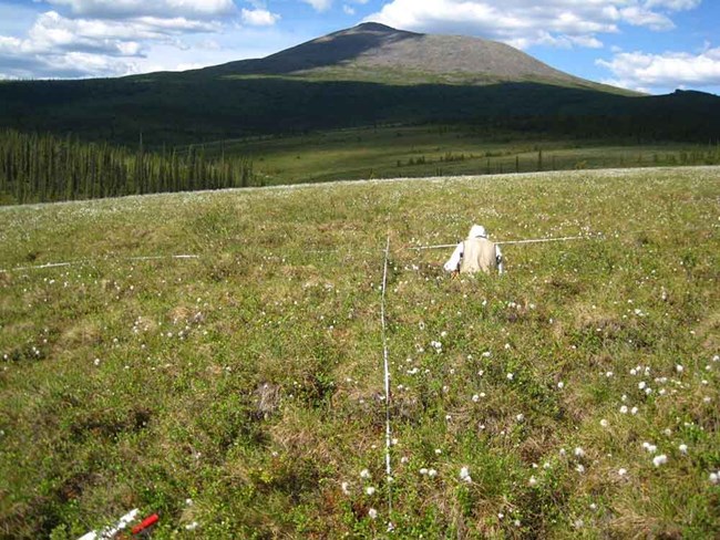 A researcher gathers data along a transect laid out in a meadow.