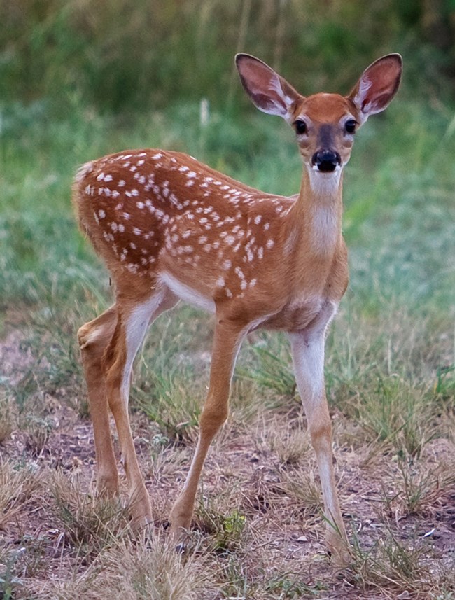 Deer fawn Deer fawn