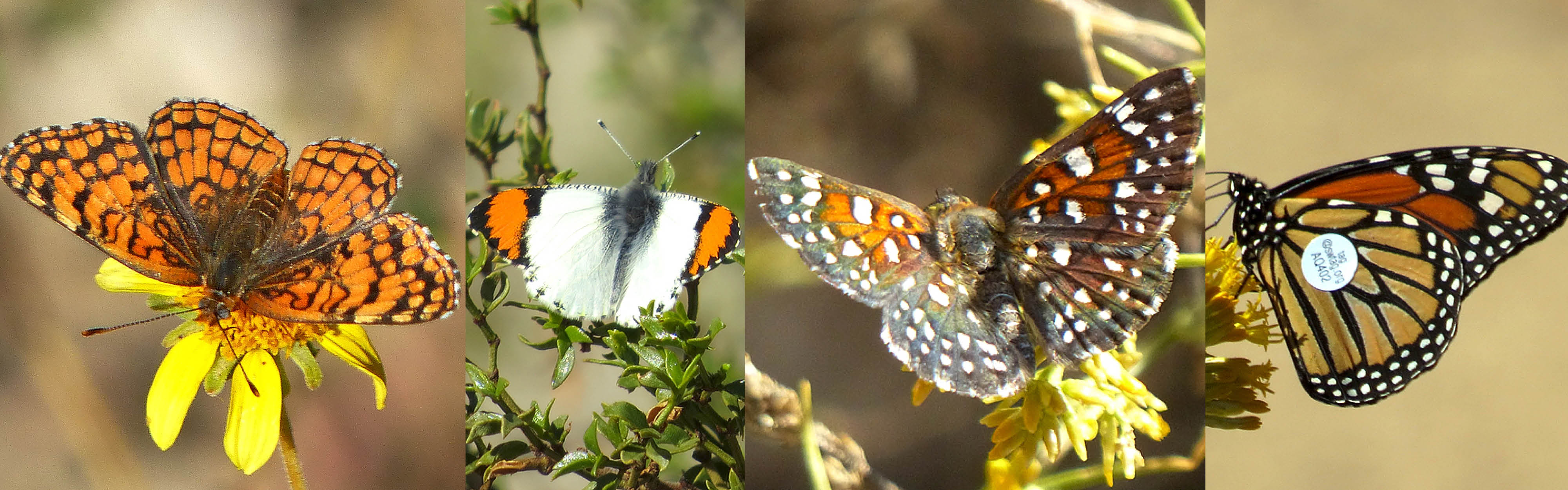 California Monarch Butterfly Count Underway – NBC Los Angeles