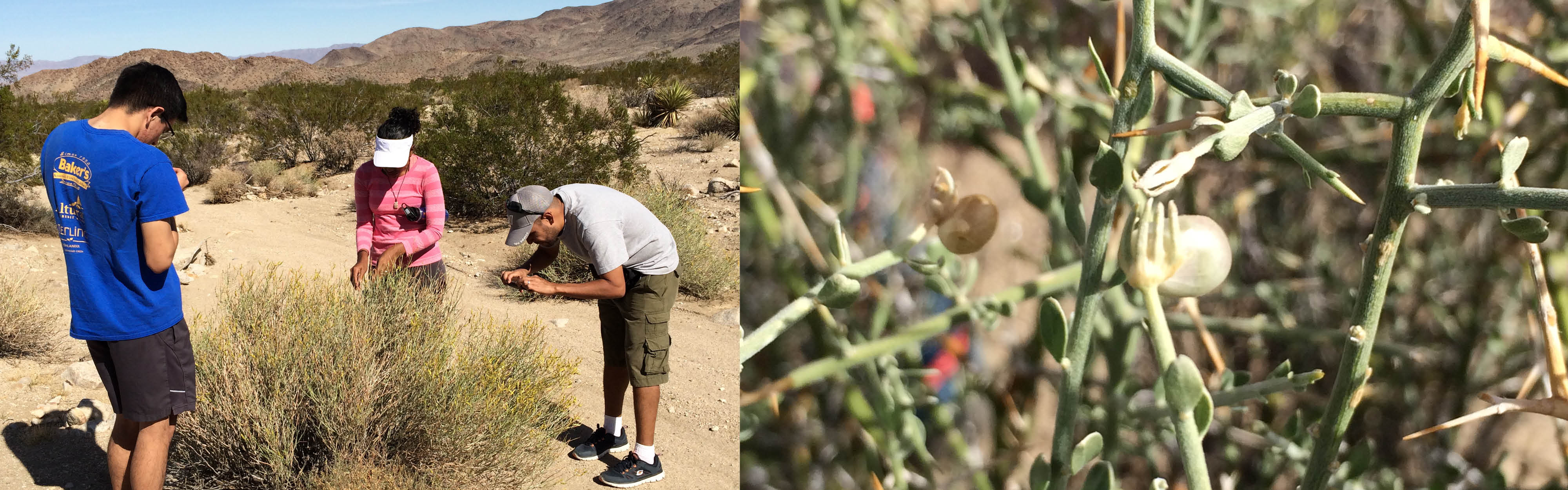 The Advantages of Having Green Stems in Arid Environments (U.S. National  Park Service)