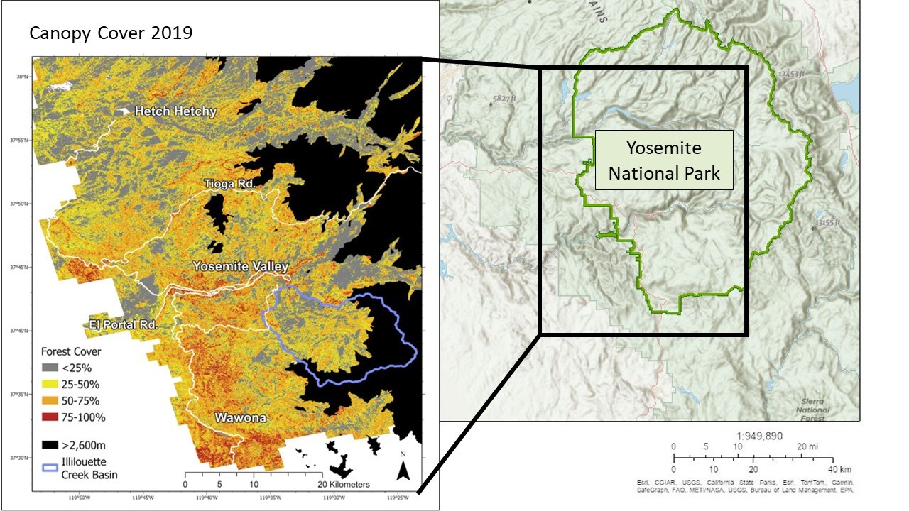 Map of forest cover shows that while the forest cover categories occur throughout the park, more of the densest areas occur in the southwest portion of Yosemite. Inset map of Yosemite National Park included.