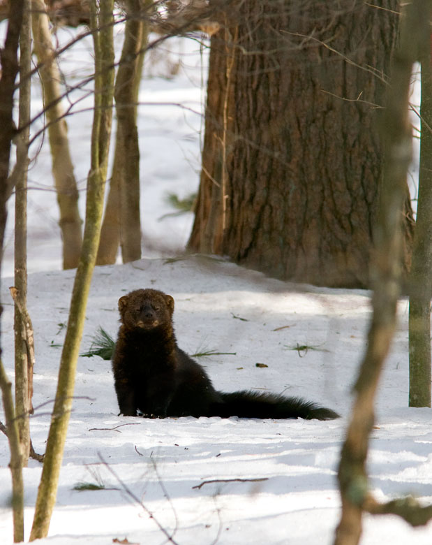 Marten, Mink, and Fisher: The Look-a-like Mesopredators in our