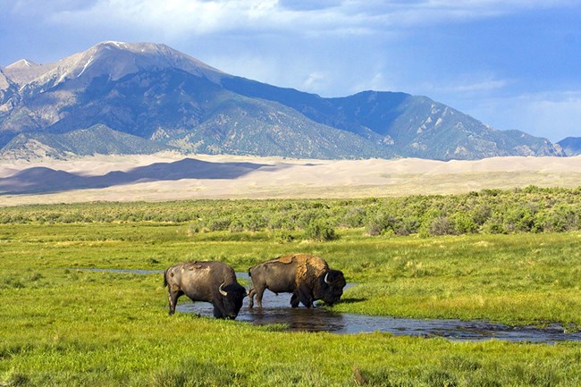 two bison standing in a shallow wetland surrounded by green grass, with sand dunes in the background