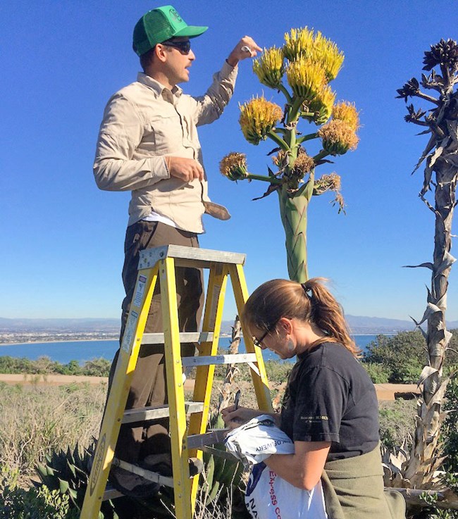 Researcher on a ladder hand pollinating a Shaw's agave flower as another records the action on paper