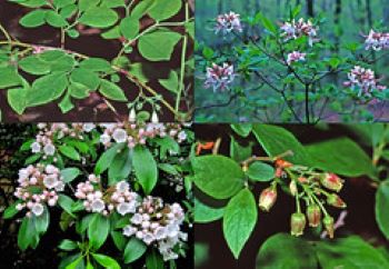 Collage of family of four different types of heath plants