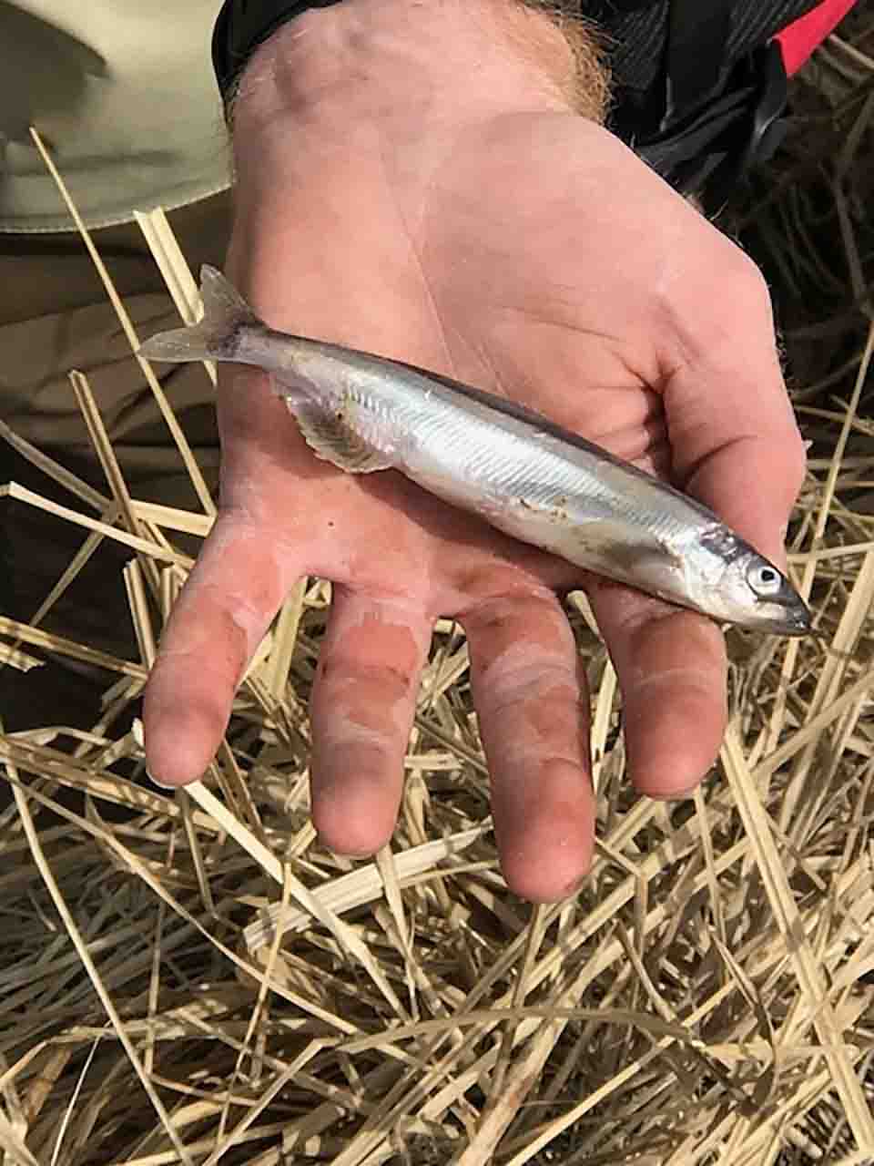 Monitoring Eulachon in Klondike Gold Rush National Historical Park (U.S.  National Park Service)