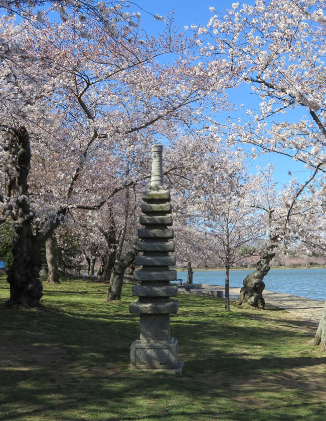 Japanese pagoda surrounded by cherry blossom trees in bloom.