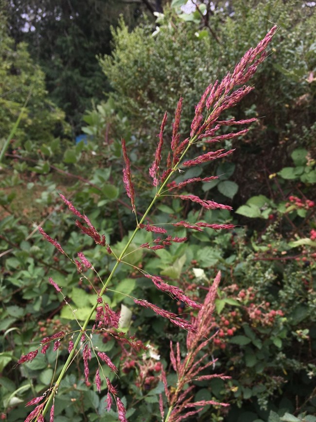 The purple inflorescence of Johnsongrass