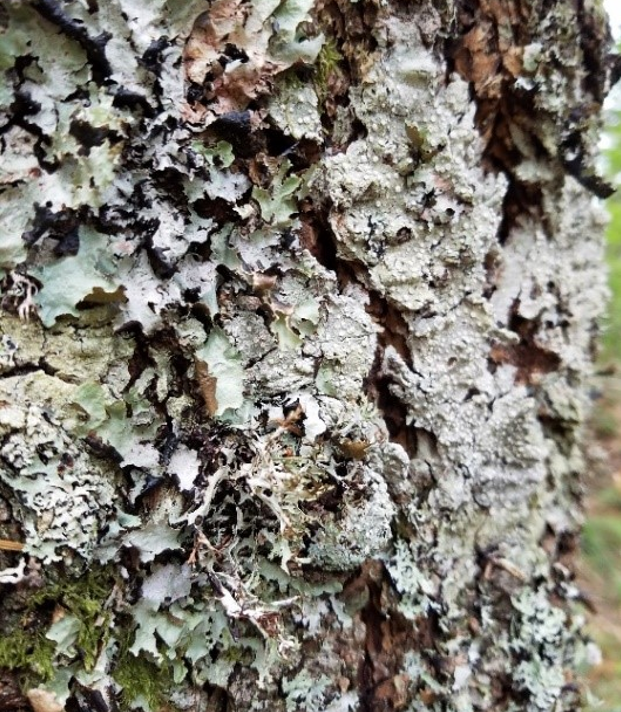 Lichen on a tree Lichen on a tree