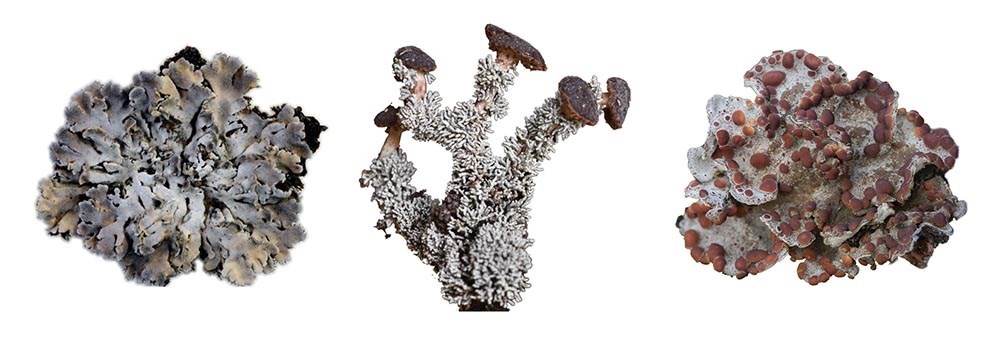 Three kinds of lichen, magnified. On left, a lobed, leafy lichen, in the center, a branched lichen with knobs at the end of the branches, and on the right, a lobed lichen with red nodules.