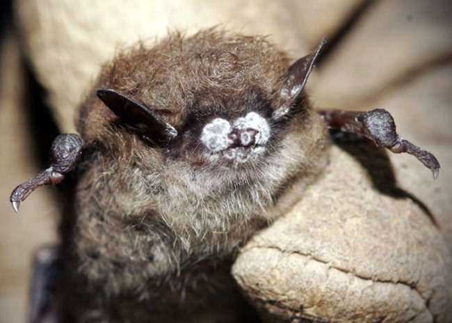 Little brown bat with white fungus on its nose