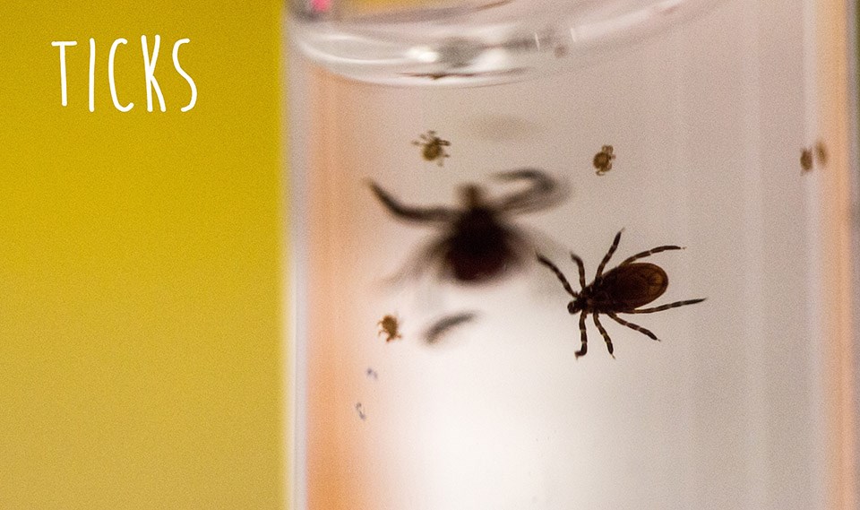 tick close up of a tick in a clear vial with the word tick atop the photo