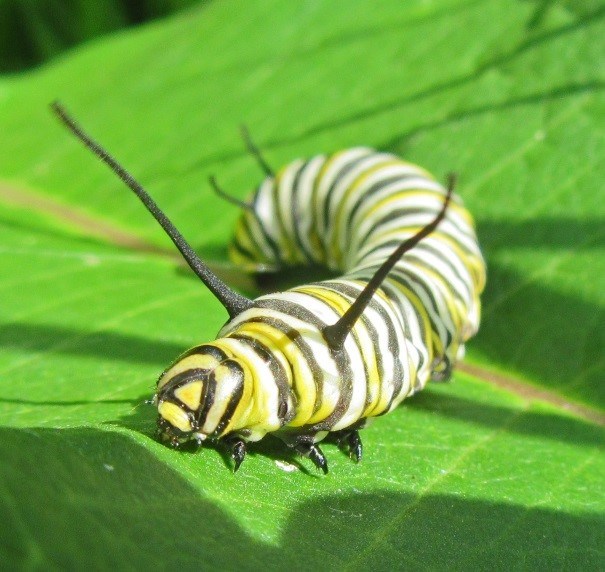 A yellow and black striped caterpillar, or instar, which is the juvenile form of a monarch