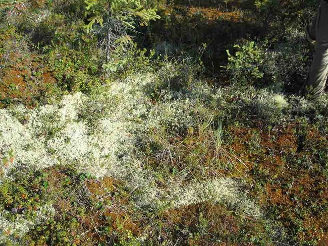 A closeup of many species of mosses and lichens in one place.