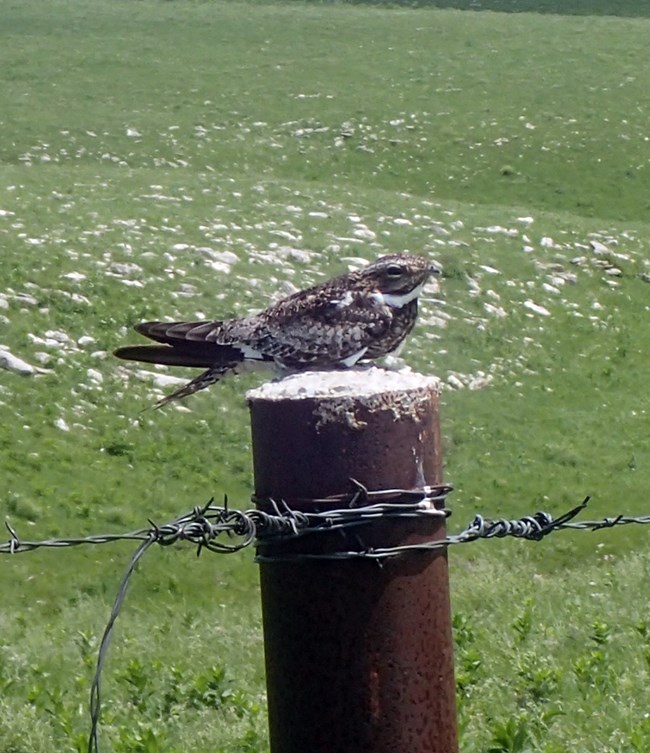 A brown and white feathered bird sitting on a metal pole wrapped in barbed wire in a meadow