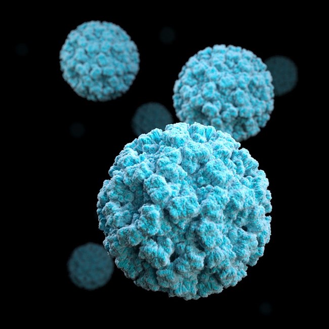 Photo of a norovirus