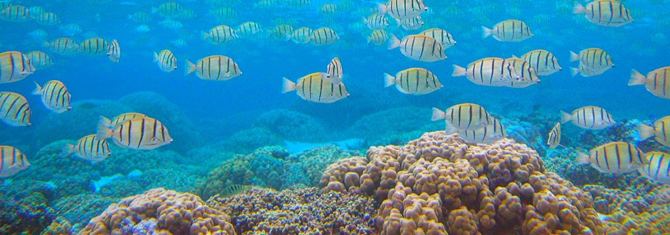 Impact of coral reef fish personalities on species persistence