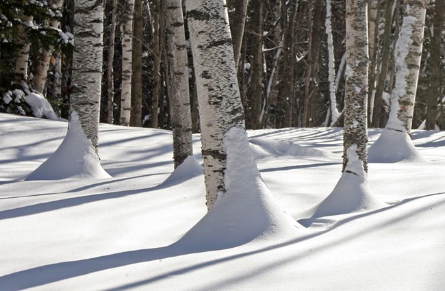 Paper birch trees in a winter setting with snow climbing up their trunks.