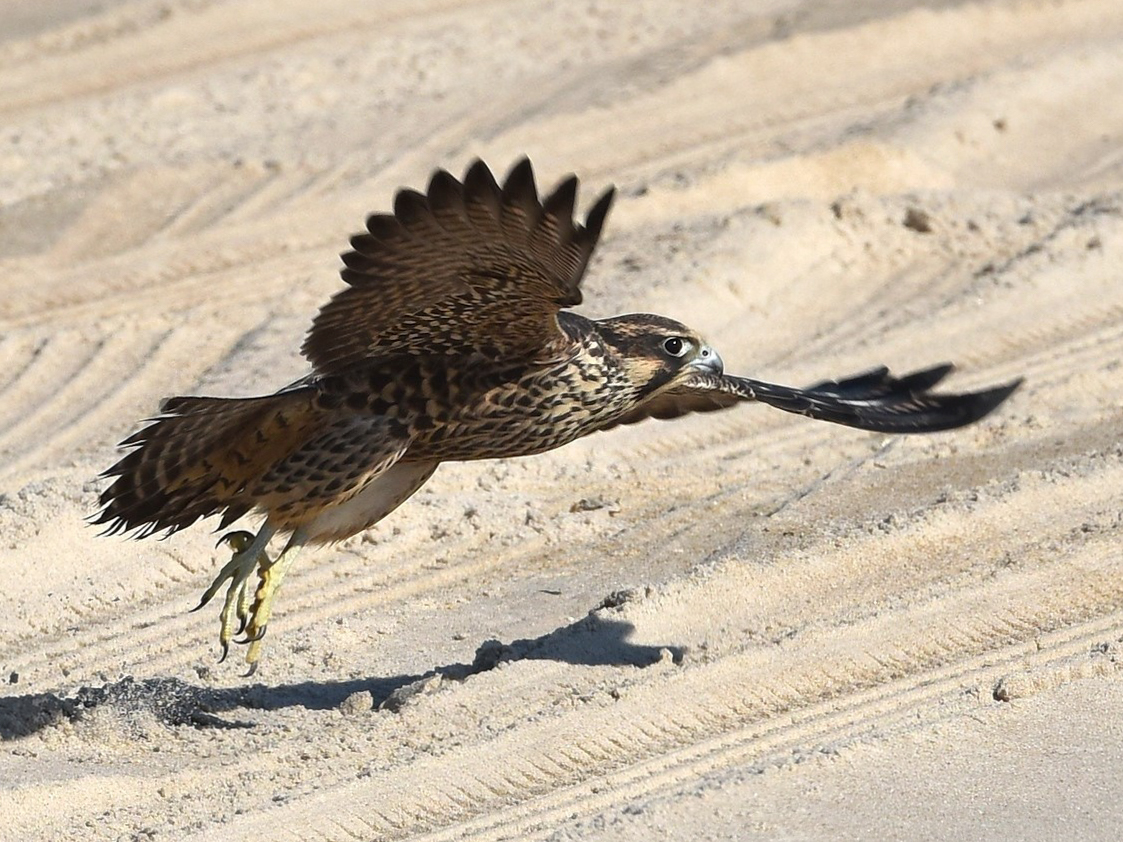 Peregrine Takeoff