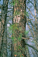 Pitch pine tree sprouting new growth from its trunk after fire damage.