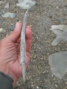 A tool with a long, sharp point and many barbs carved along the side. A tool with a long, sharp point and many barbs carved along the side.