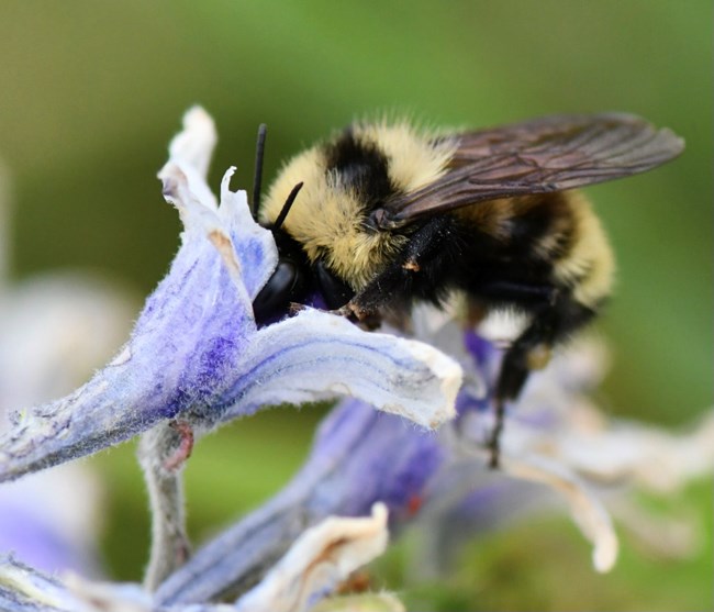 pollination in action Bumble bee pollinating a purple flower