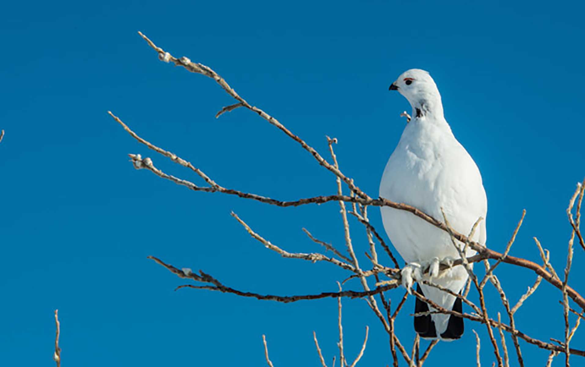 arctic ptarmigan